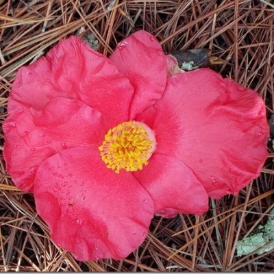 Red Satin